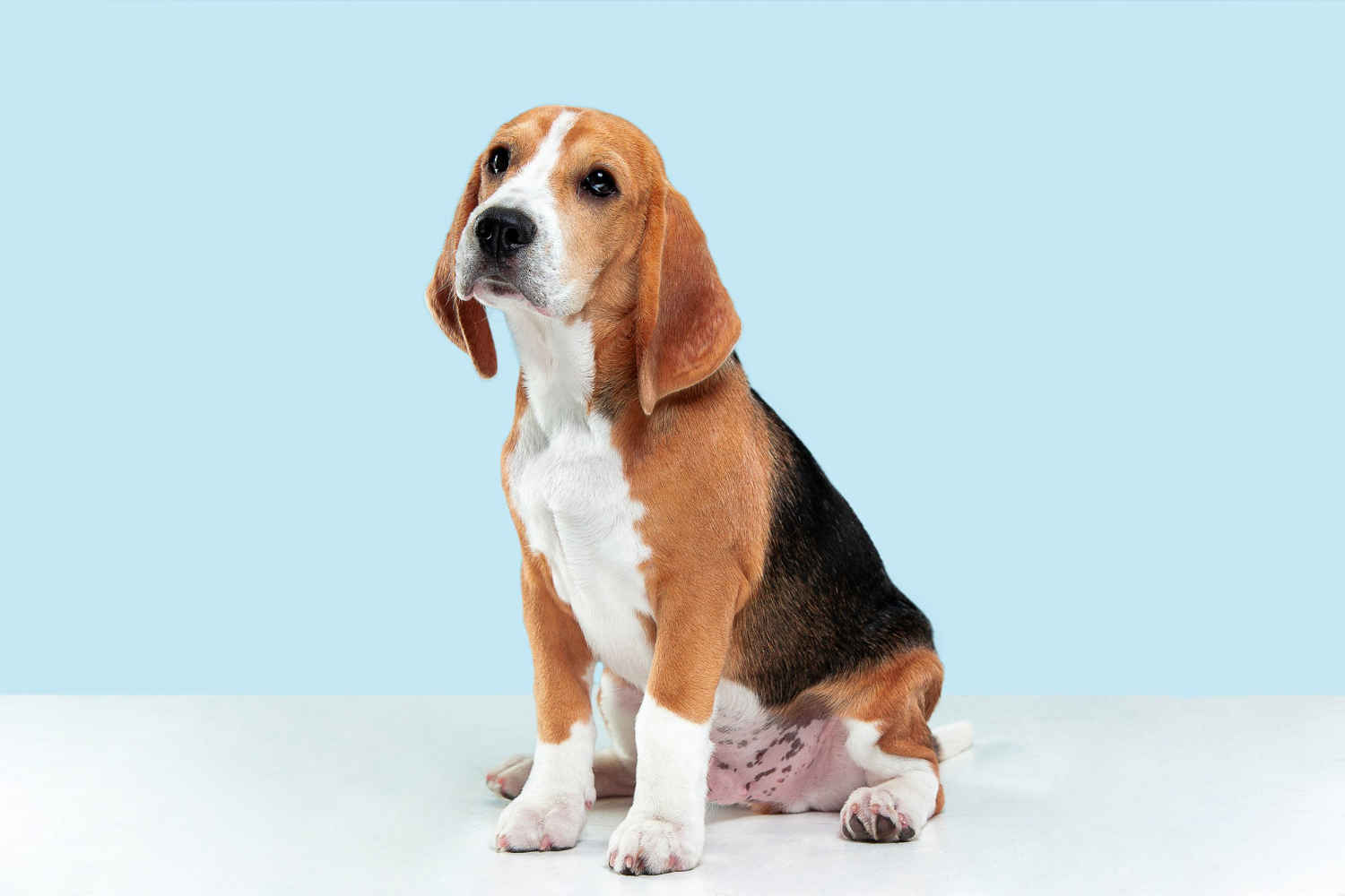 Unveiling the Truth: Do Beagles have a Higher Risk of Developing Food Allergies or Intolerances?